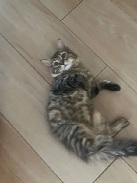 GATTINI ANGORA TURCO  | Foto 0