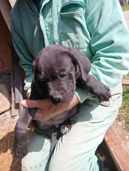 Cuccioli Cane Corso 