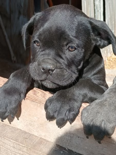 Cuccioli Cane Corso  | Foto 2