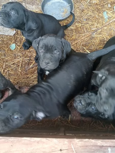 Cuccioli Cane Corso  | Foto 1