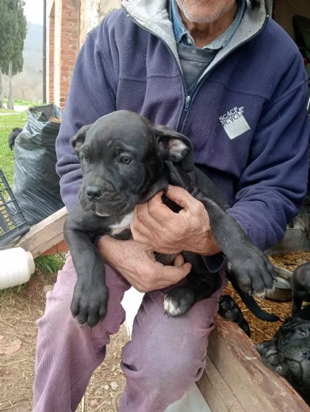 Cuccioli Cane Corso  | Foto 0