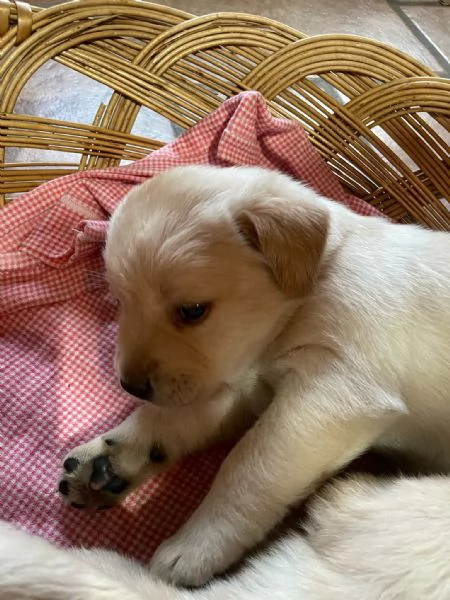 Labrador retriever con pedigree 