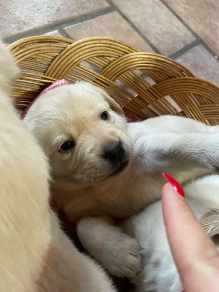 Labrador retriever con pedigree  | Foto 4