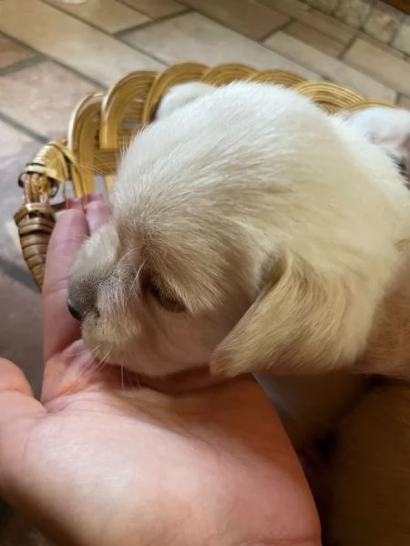 Labrador retriever con pedigree  | Foto 3