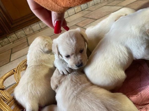 Labrador retriever con pedigree  | Foto 2