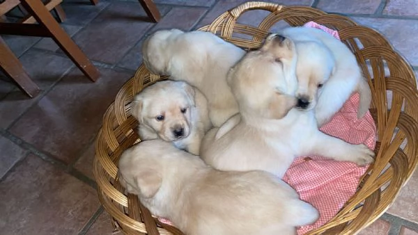 Labrador retriever con pedigree  | Foto 1