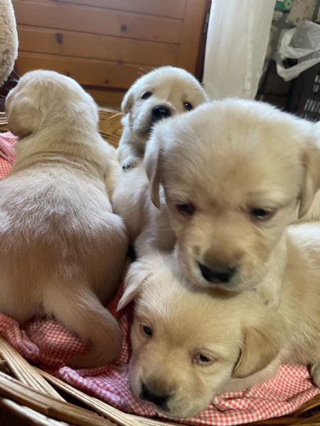 Labrador retriever con pedigree  | Foto 0