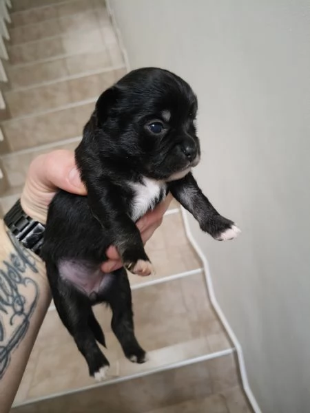 Cuccioli chihuahua  | Foto 5