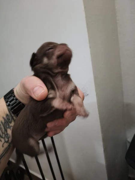 Cuccioli chihuahua  | Foto 4
