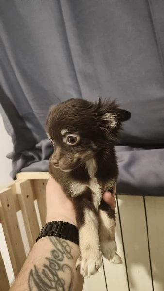 Cuccioli chihuahua  | Foto 3