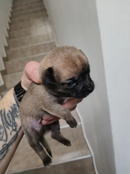 Cuccioli chihuahua  | Foto 2