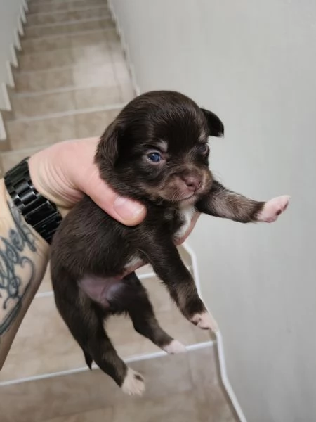 Cuccioli chihuahua  | Foto 1