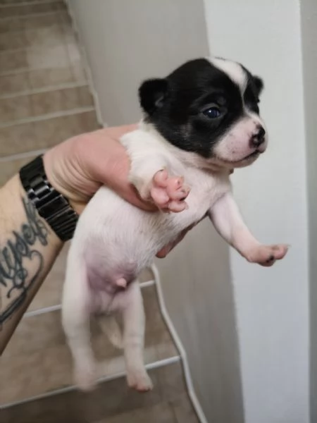 Cuccioli chihuahua  | Foto 0