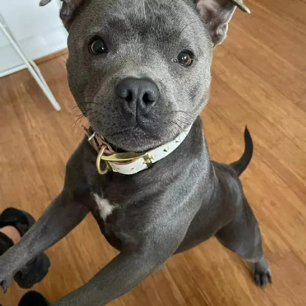 Cuccioli di Pitbull, Piccole Palle di Energia e Affetto | Foto 0