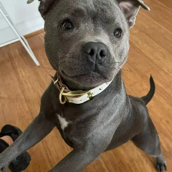 Cuccioli di Pitbull, Piccole Palle di Energia e Affetto