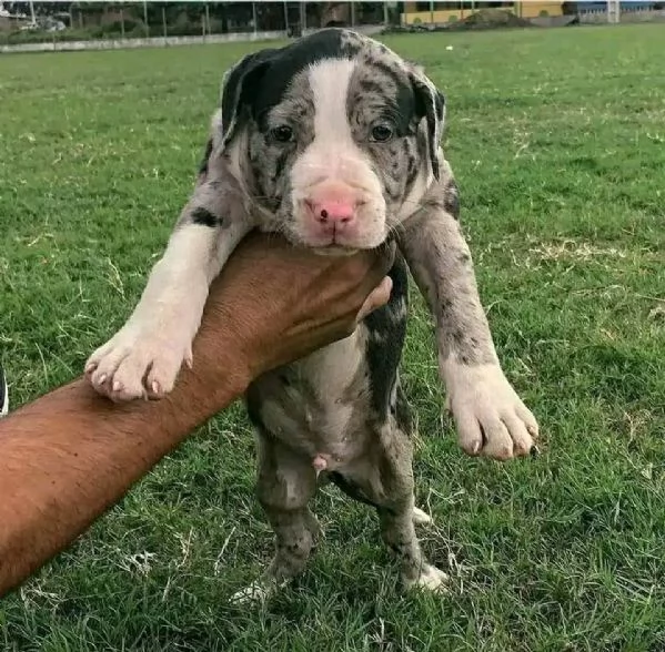 Adozione Cuccioli di Pitbull: Maschio e Femmina in cerca di una Famiglia!  | Foto 0