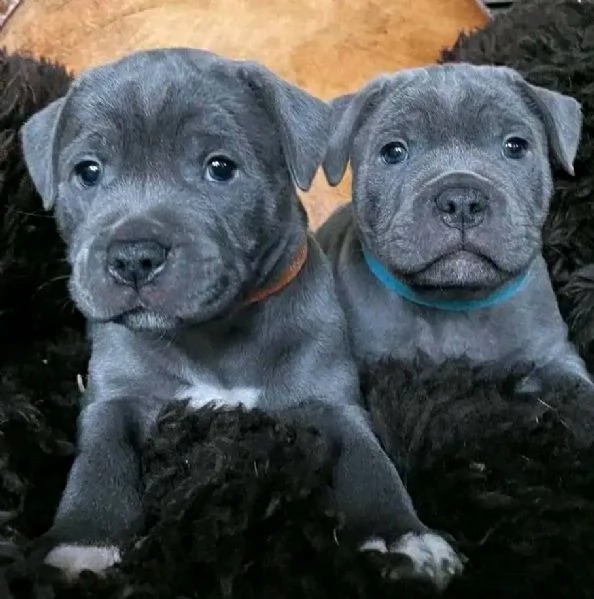 Cuccioli di Pitbull in Adozione: Un Maschio e una Femmina per Te!  | Foto 0