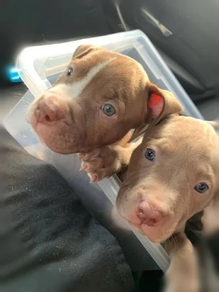 Cuccioli Pitbull: Maschio e Femmina, un’Amicizia a Prima Vista!  | Foto 0