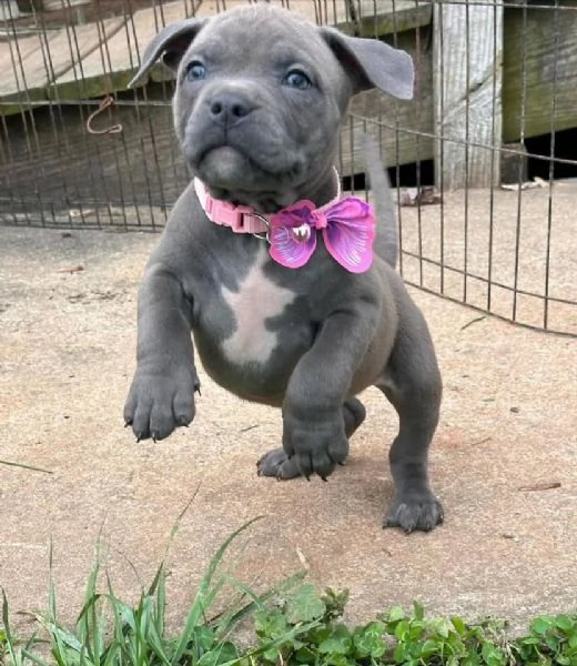 Cuccioli di Pitbull; Maschio e Femmina in cerca di una Casa Amorevole!!! 