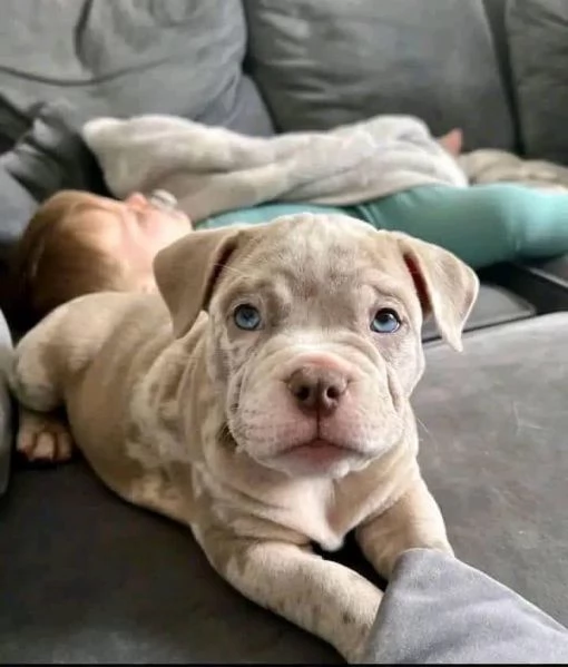 Adotta un Cucciolo di Pitbull e Fai Felice la Tua Famiglia! !!