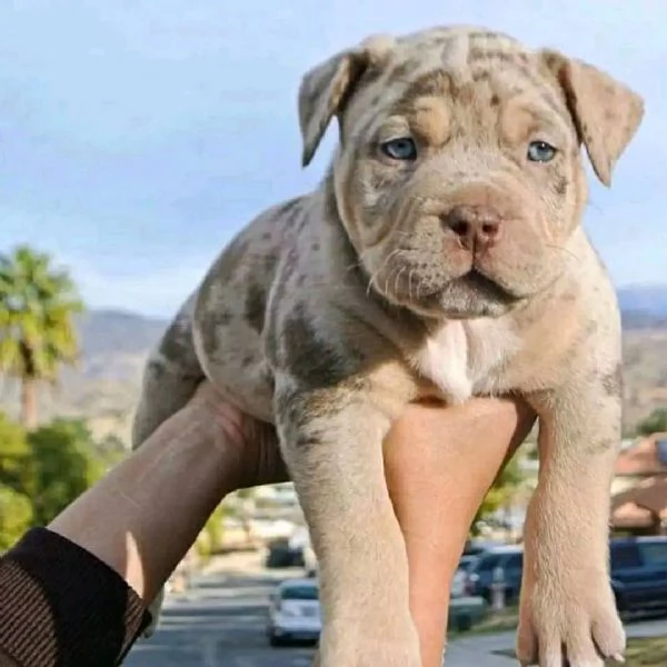 Cuccioli Pitbull: Maschio e Femmina, un’Amicizia a Prima Vista!!! 