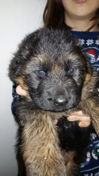 Cuccioli di pastore tedesco