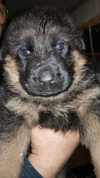 Cuccioli di pastore tedesco | Foto 1