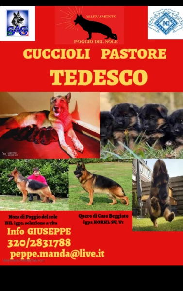Cuccioli di pastore tedesco | Foto 0
