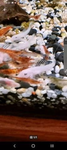 Altri 20 gamberi rossi