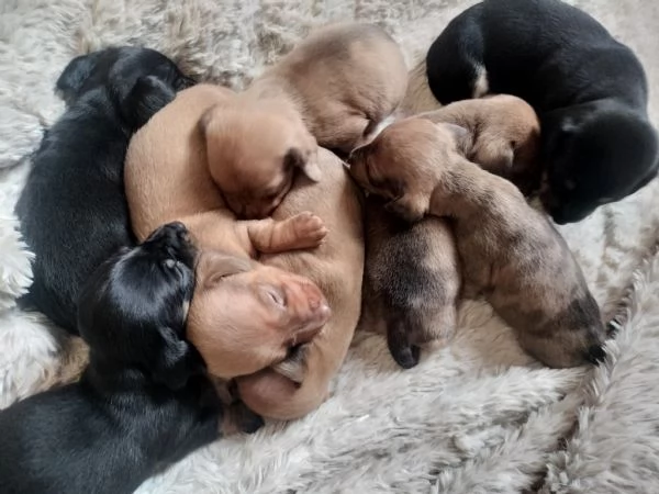 Cuccioli di bassotto 