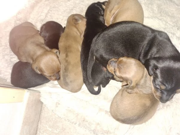 Cuccioli di bassotto  | Foto 1