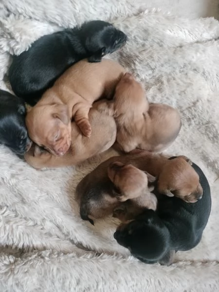 Cuccioli di bassotto  | Foto 0