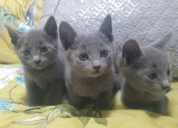 Puri gattini blu di russia