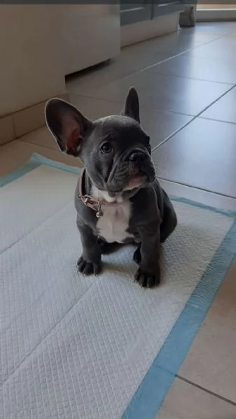 Disponibile Cucciolo Bulldogg Francese