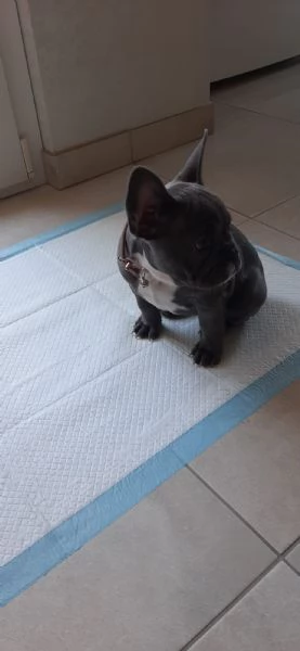 Disponibile Cucciolo Bulldogg Francese | Foto 1