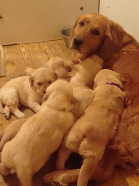 cucciolata di Golden retriever 