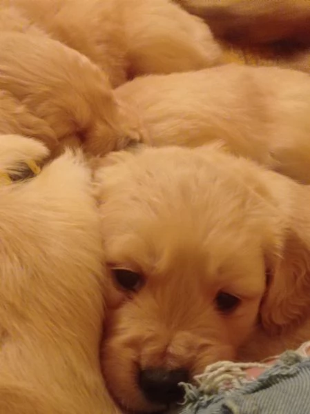 cucciolata di Golden retriever  | Foto 0