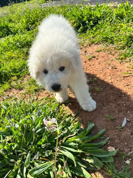 Pastore Maremmano della Perla dei Maremmani