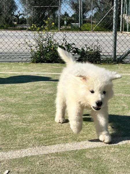 Pastore Maremmano della Perla dei Maremmani | Foto 2