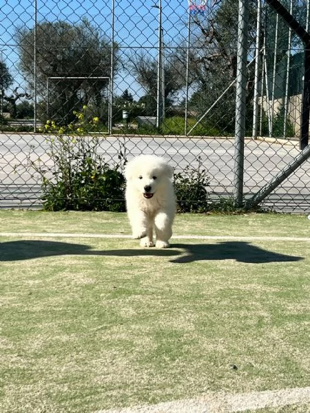 Pastore Maremmano della Perla dei Maremmani | Foto 1