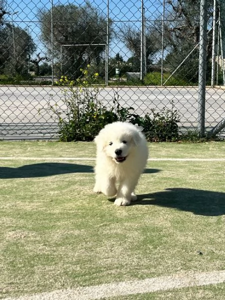 Pastore Maremmano della Perla dei Maremmani | Foto 0