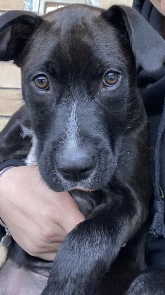 Cucciolo di meticcio