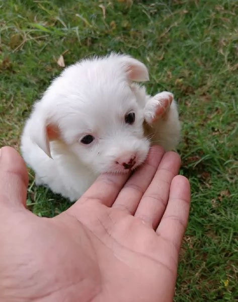 Bellissima piccola Pomerania | Foto 2