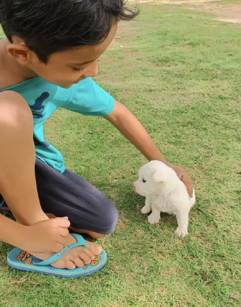 Bellissima piccola Pomerania | Foto 1
