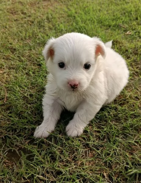 Bellissima piccola Pomerania