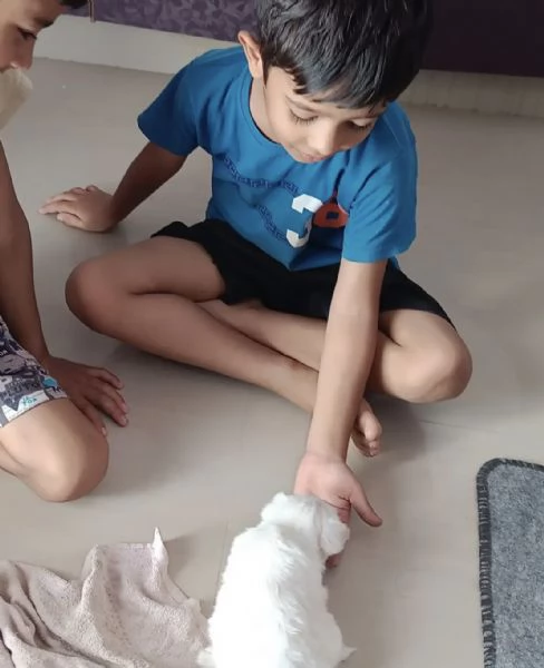 Bellissima piccola Pomerania | Foto 0