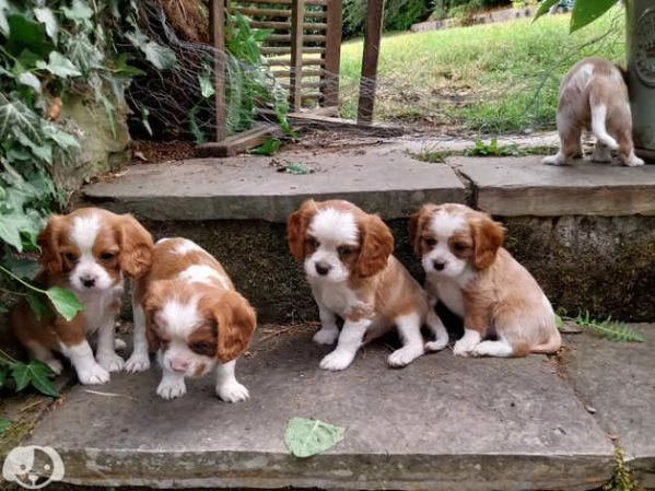Cavalier King Charles | Foto 4