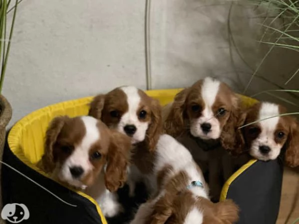 Cavalier King Charles | Foto 1