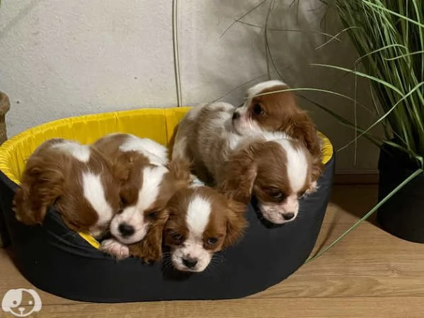 Cavalier King Charles | Foto 4