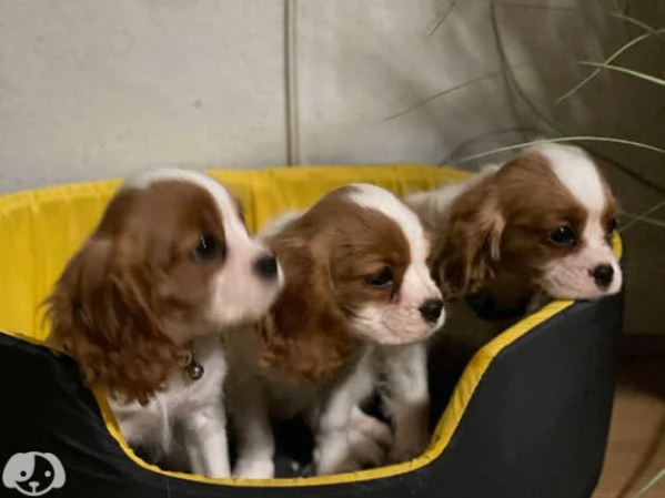 Cavalier King Charles | Foto 2